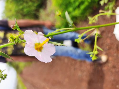 flores herbario